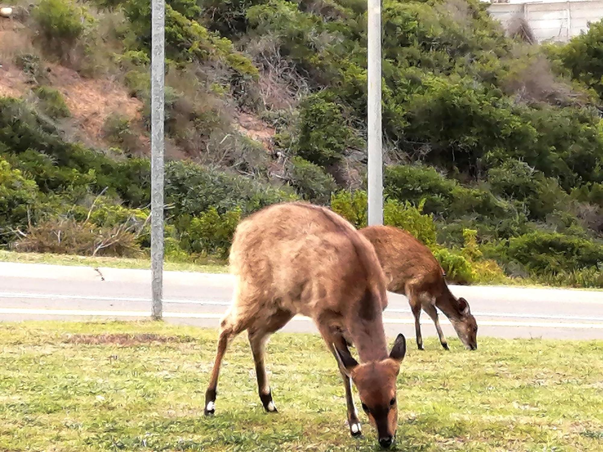 Jojo'S Bnb Mossel Bay Kültér fotó